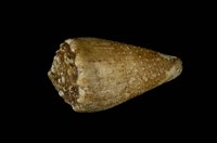 藏品(晚霞芋螺)的圖片